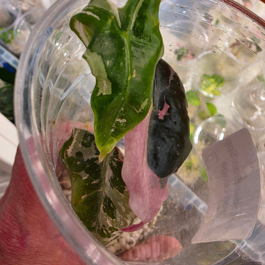 Alocasia Pink Nobillis – Exact Plant (3) - See Description