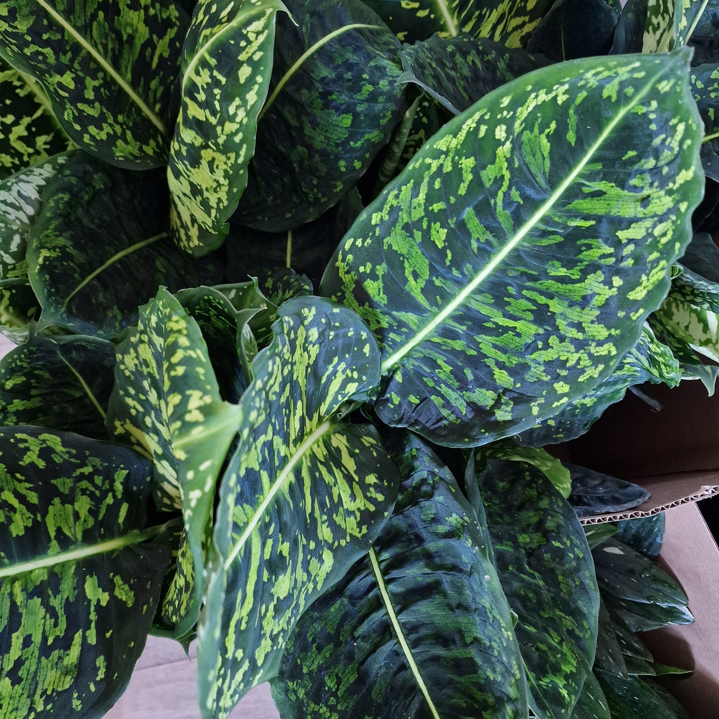 Dieffenbachia Reflector Rare Houseplant 17cm pot