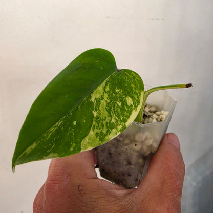 Monstera Lemon Pom Pom – Exact Plant No. 4 - See Description