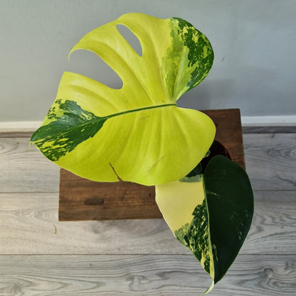 Monstera Deliciosa Aurea – 12cm Pot (#9)