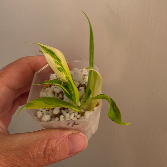 Philodendron Pedatum × Tortum Variegated (4) – Exact Plant - See Description