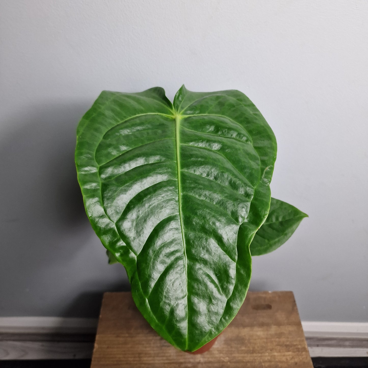 Anthurium Veitchii – 12cm Pot