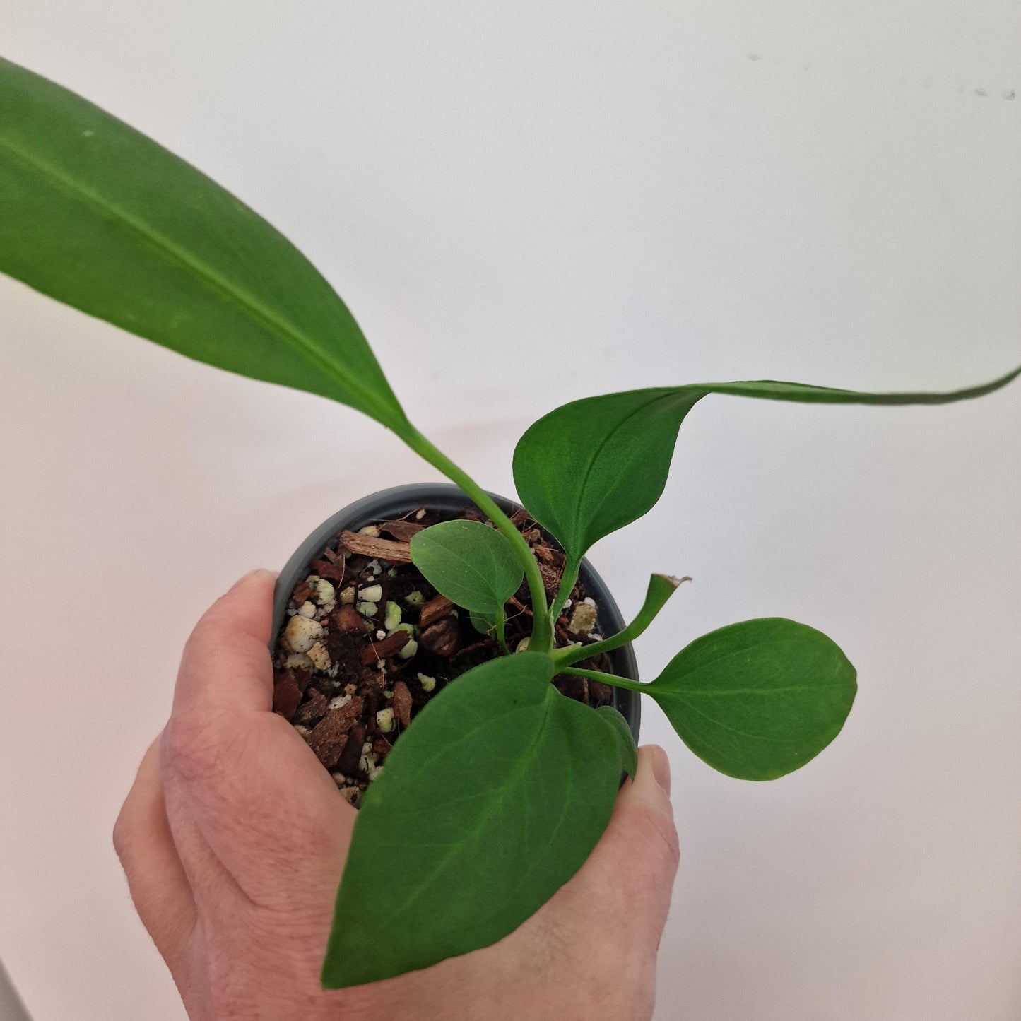 Anthurium Vittarifolium Rare Houseplant 9cm pot #1