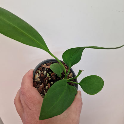 Anthurium Vittarifolium Rare Houseplant 9cm pot #1