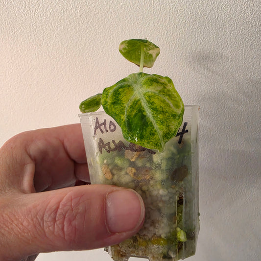 Alocasia Ninja Aurea Variegated – Exact Plant #4