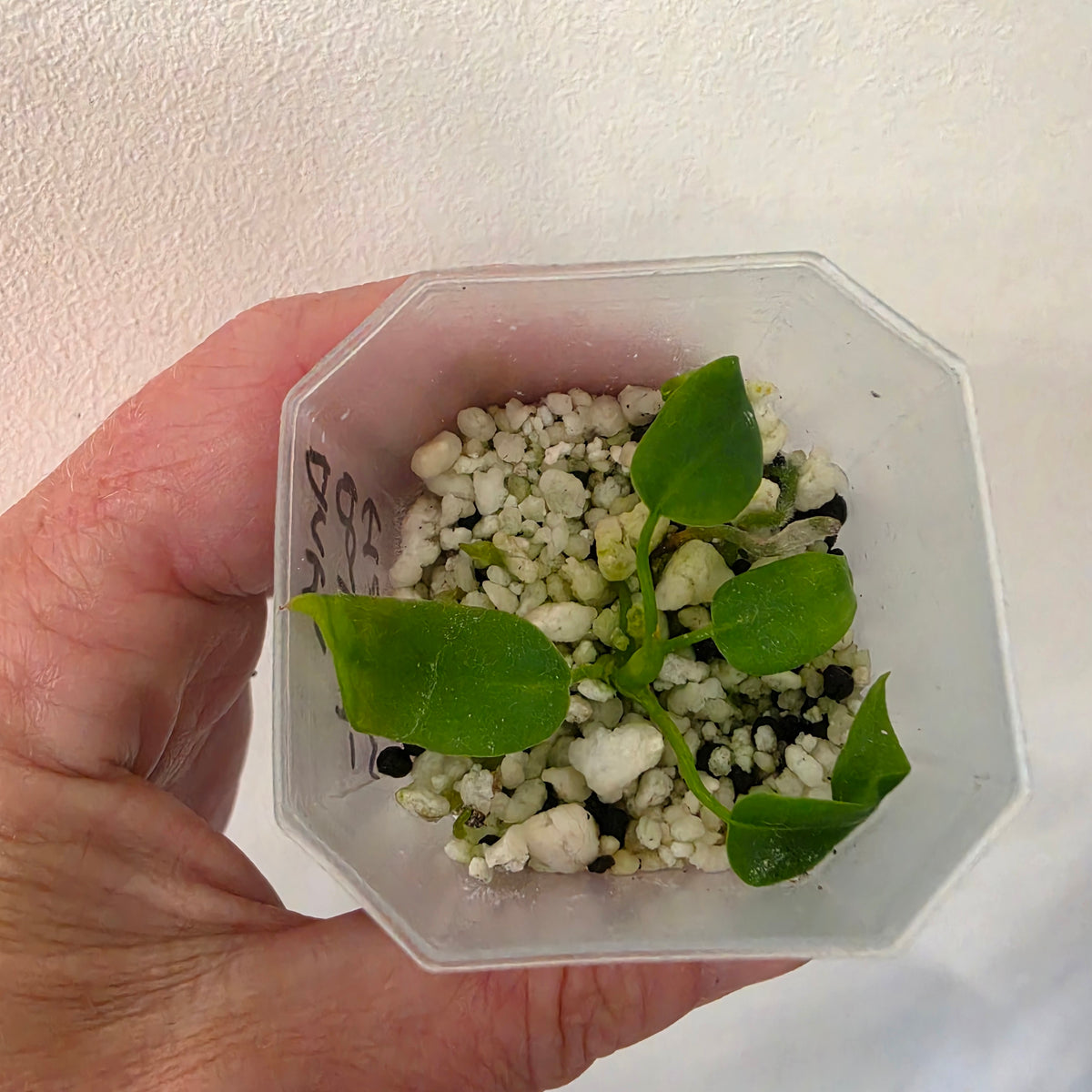 Anthurium Pallidiflorum