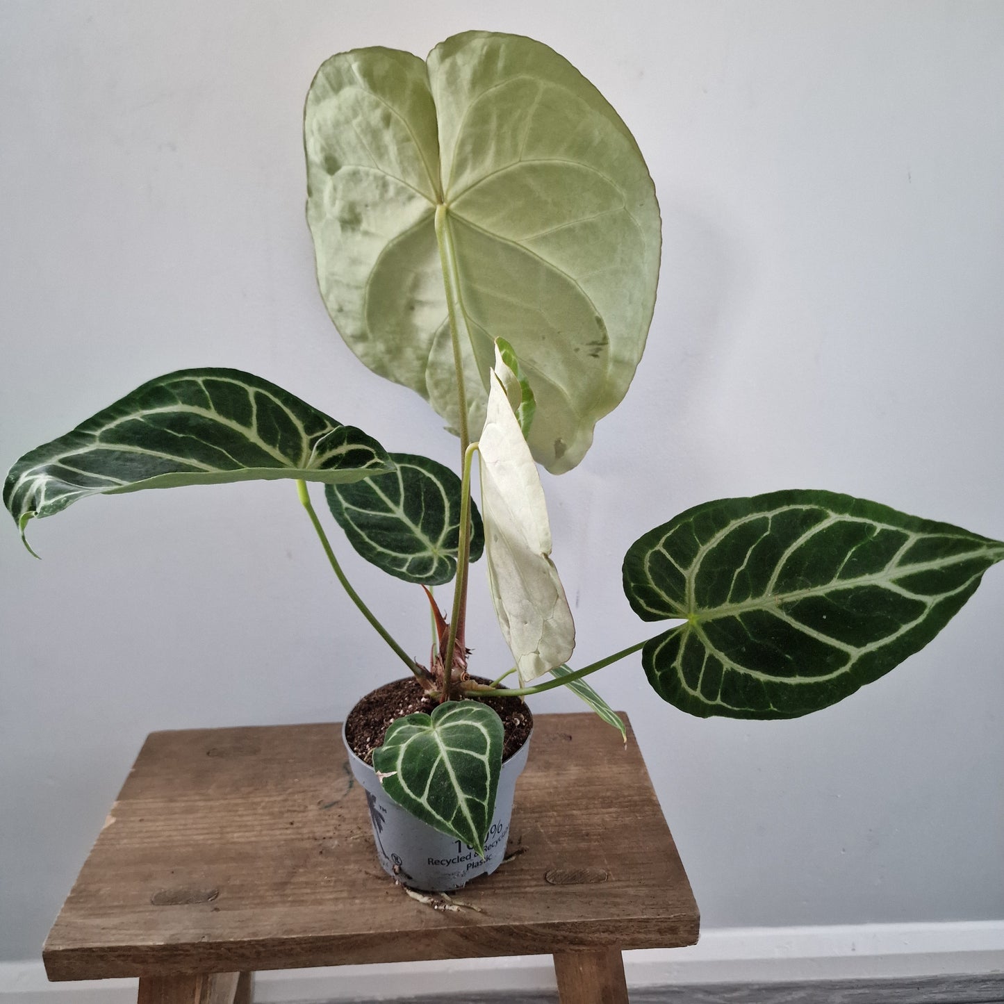 Anthurium Magnificum – 12cm Pot