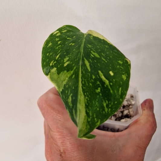 Monstera Electrolight Variegated – Exact Plant (#3)