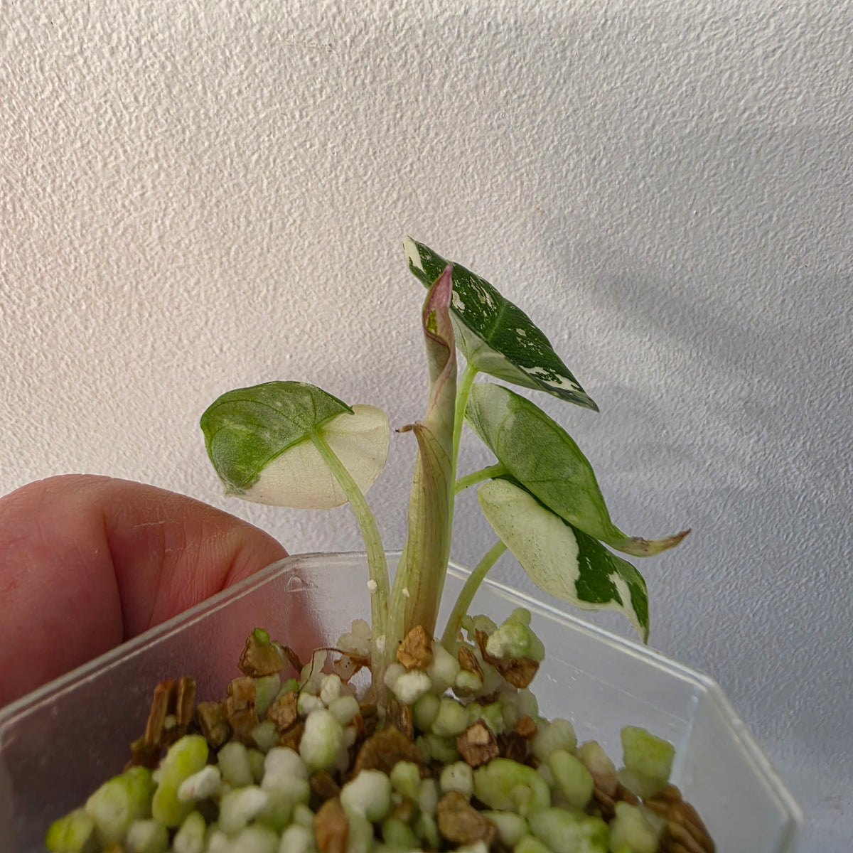 Alocasia longiloba Aurea Variegated #1
