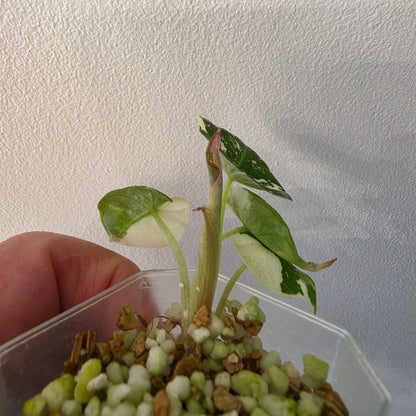 Alocasia longiloba Aurea Variegated #1
