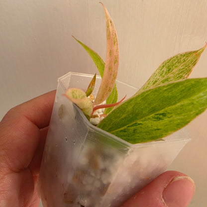 Philodendron Strawberry Caramel Marble (2) – Exact Plant - See description