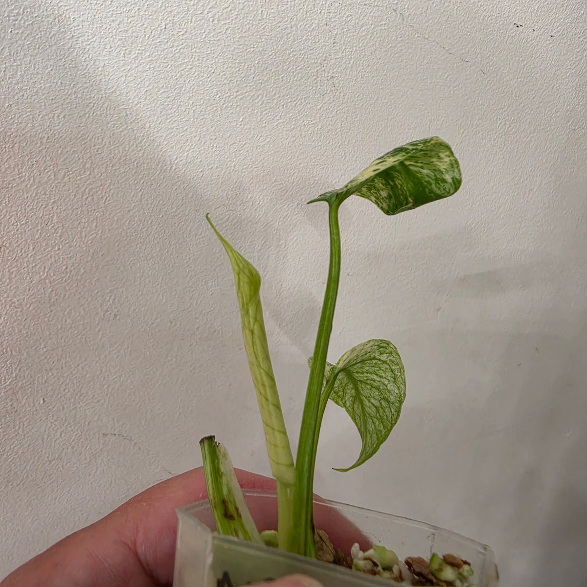 Monstera White Monster Variegated – Exact Plant #4