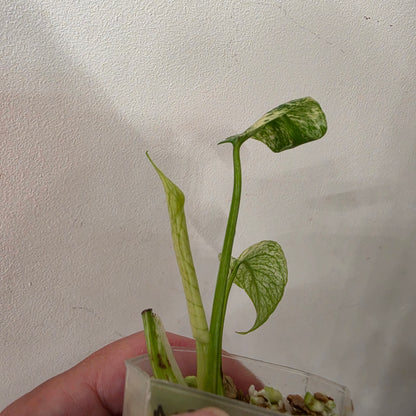 Monstera White Monster Variegated – Exact Plant #4