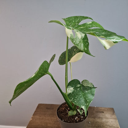 Monstera Thai Constellation Houseplant 12cm pot (4)