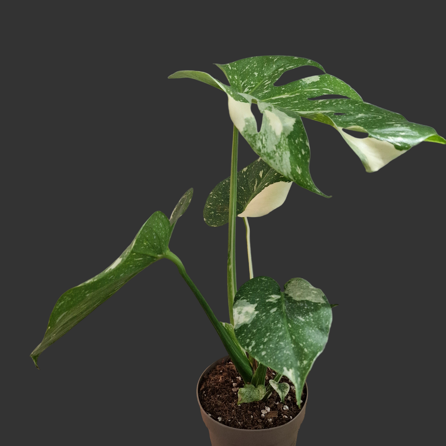 Monstera Thai Constellation Houseplant 12cm pot (4)