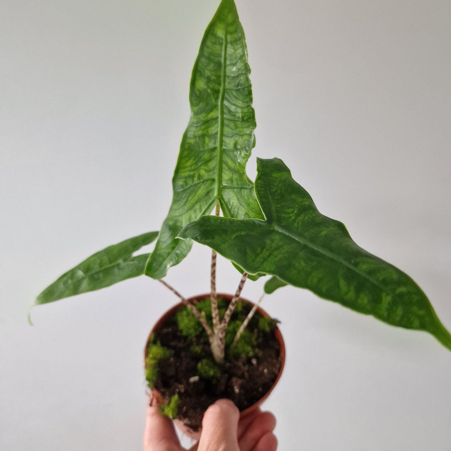 Alocasia Reticulata Rare Houseplant 10.5cm pot