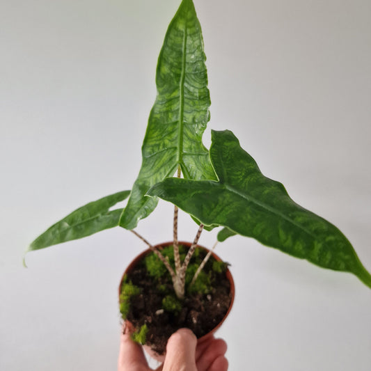 Alocasia Reticulata Rare Houseplant 10.5cm pot