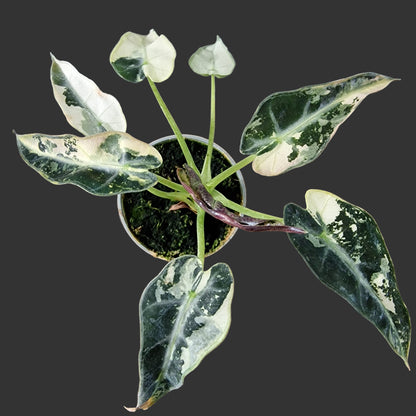 Alocasia Green Bambino Variegated Rare Houseplant 6cm pot (2)
