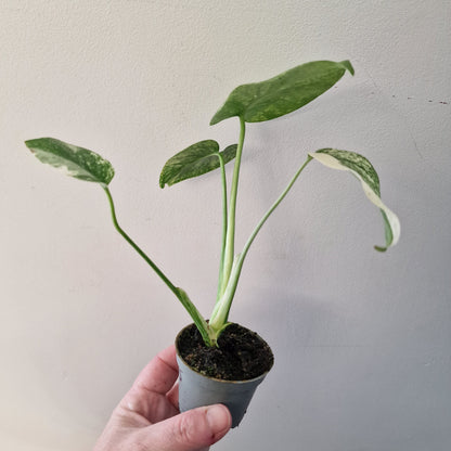 Monstera Mint – 6cm Pot (#5)