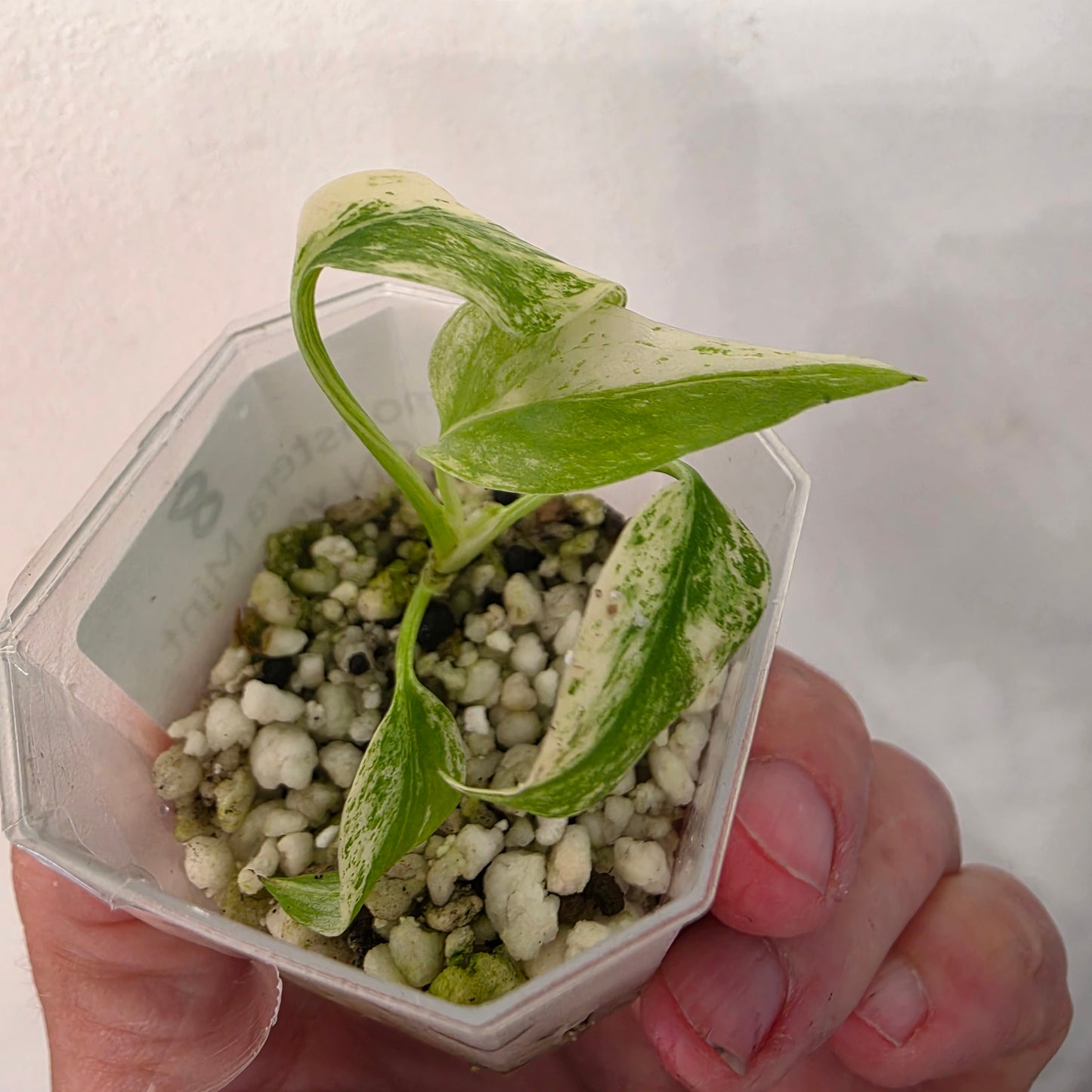 Monstera Mint China’s Version – Exact Plant No. 8 - See Description