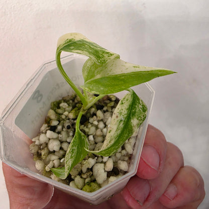 Monstera Mint China’s Version – Exact Plant No. 8 - See Description