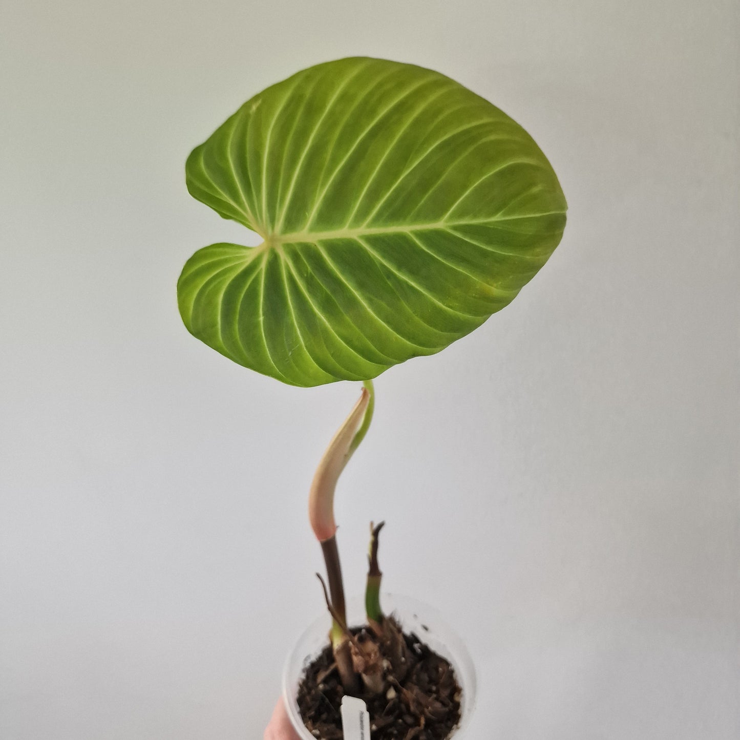 Ecuagenera Rehab Philodendron verrocosom Beauty