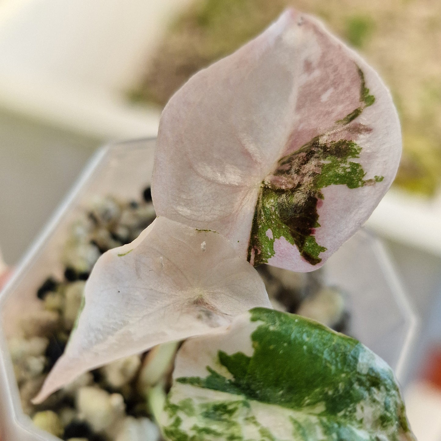 Alocasia Cuprea ‘Nom Yen’ Variegated – Tissue Culture Plant (#1)