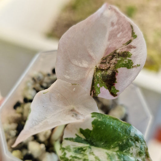 Alocasia Cuprea ‘Nom Yen’ Variegated – Tissue Culture Plant (#1)