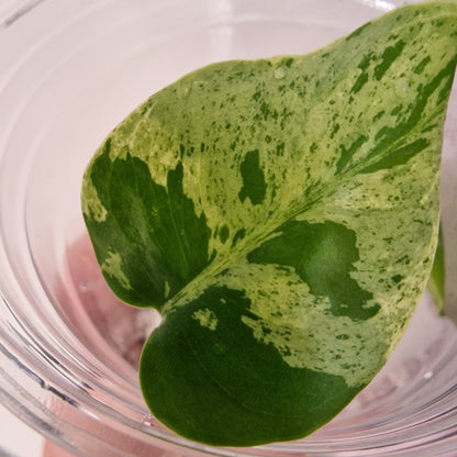 Pre-order Monstera Bulbasaur – Young TC Plantlet Exact Plant (1-16)