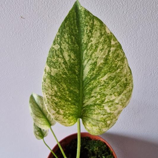 Monstera Deliciosa Mint Variegata Rare Houseplant 10.5cm pot (6)