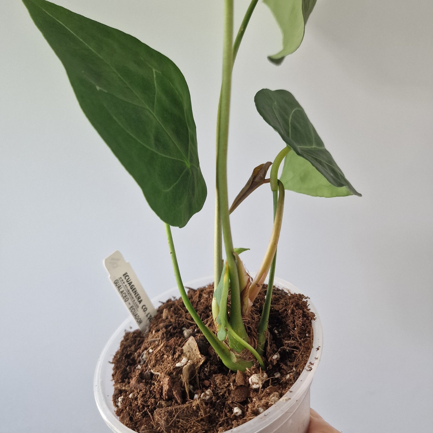 Ecuagenera Rehab Anthurium forgetii (16)