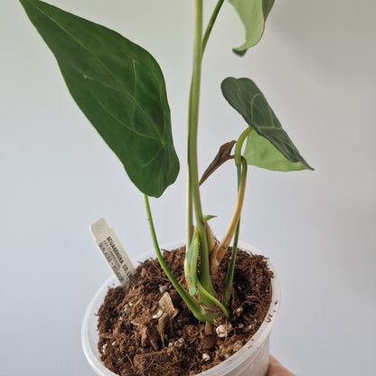 Ecuagenera Rehab Anthurium forgetii (16)