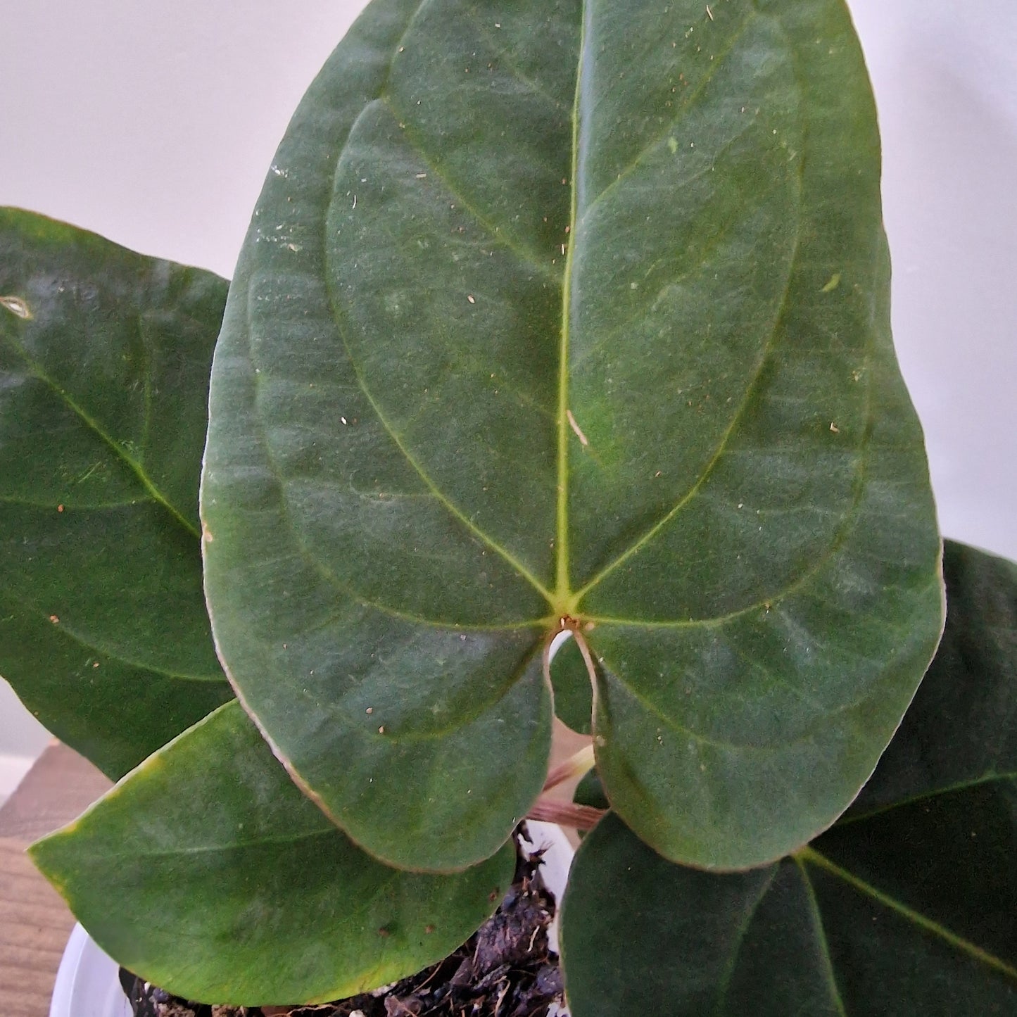 Ecuagenera Rehab Anthurium Dressleri (A1)