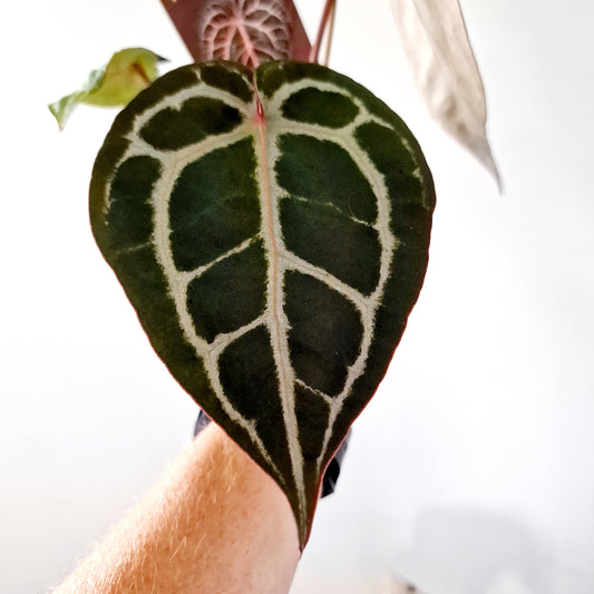 Anthurium Michelle by DocBlock Houseplant 9cm pot (3)