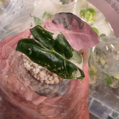 Alocasia Pink Nobillis – Exact Plant (6) - See Description