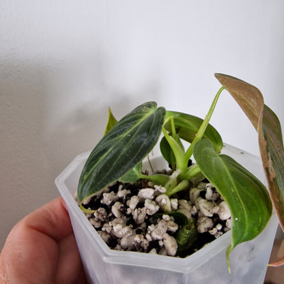 Philodendron Melanochrysum Variegated  – Young Exact Plant (#1)