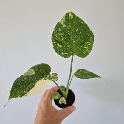 Monstera Thai Constellation Half Moon variegation Rare Houseplant 6cm pot (d)