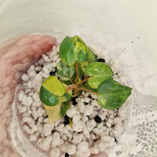 PRE-ORDER – Philodendron Billietiae Variegated – Young TC Plant (#1)