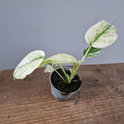 Monstera Mint Rare Houseplant 6cm pot (1)
