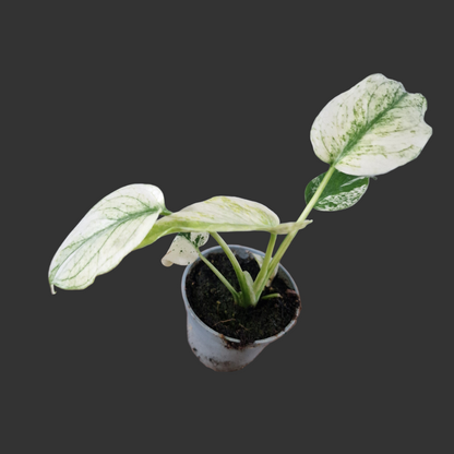 Monstera Mint Rare Houseplant 6cm pot (1)