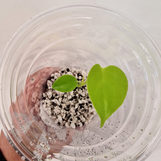 PRE-ORDER – Monstera Lemon Lime – Young Exact TC Plant (#1)