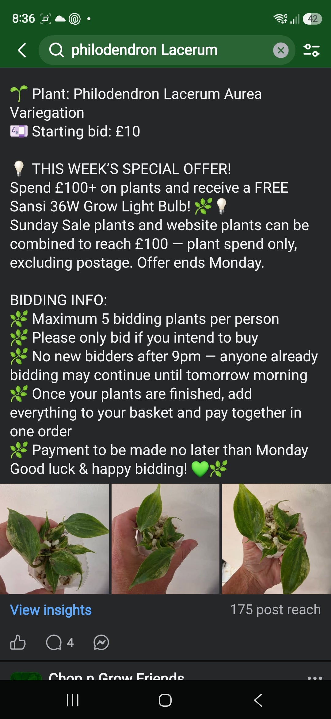 Sunday CnG Sale - Kate Philodendron Lacerum