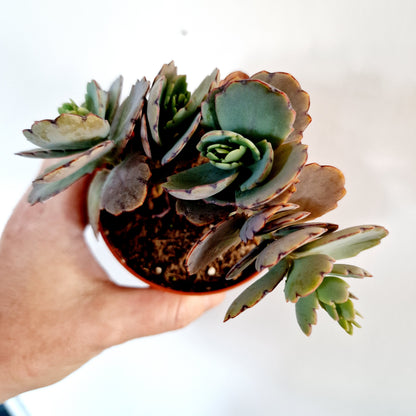 Succulant Houseplant 8.5cm pot