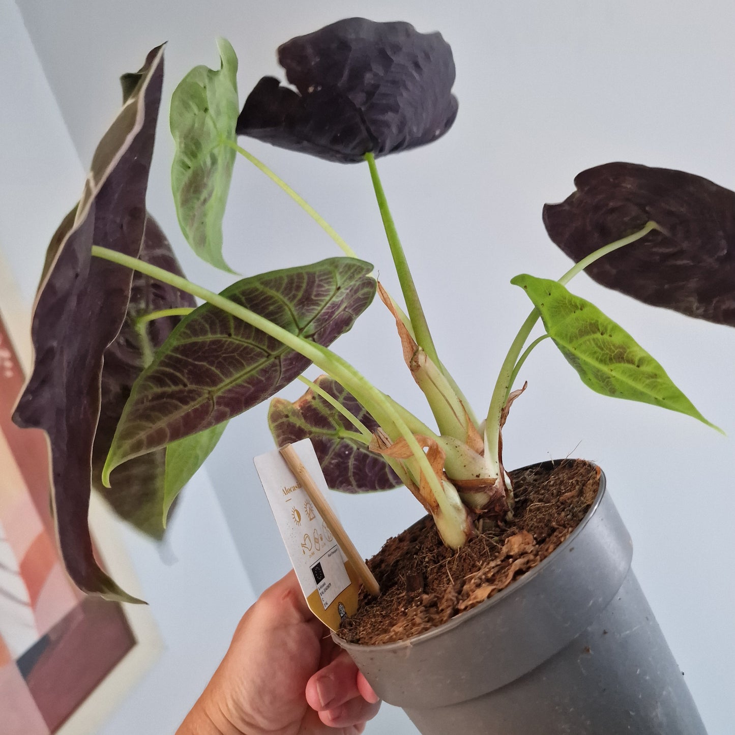 Alocasia Pride of Corup Rare Houseplant 14cm pot