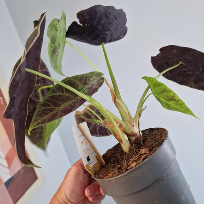 Alocasia Pride of Corup Rare Houseplant 14cm pot