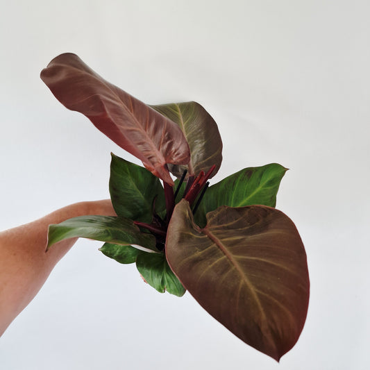 Philodendron Red Sunlight Rare Houseplant 12cm pot