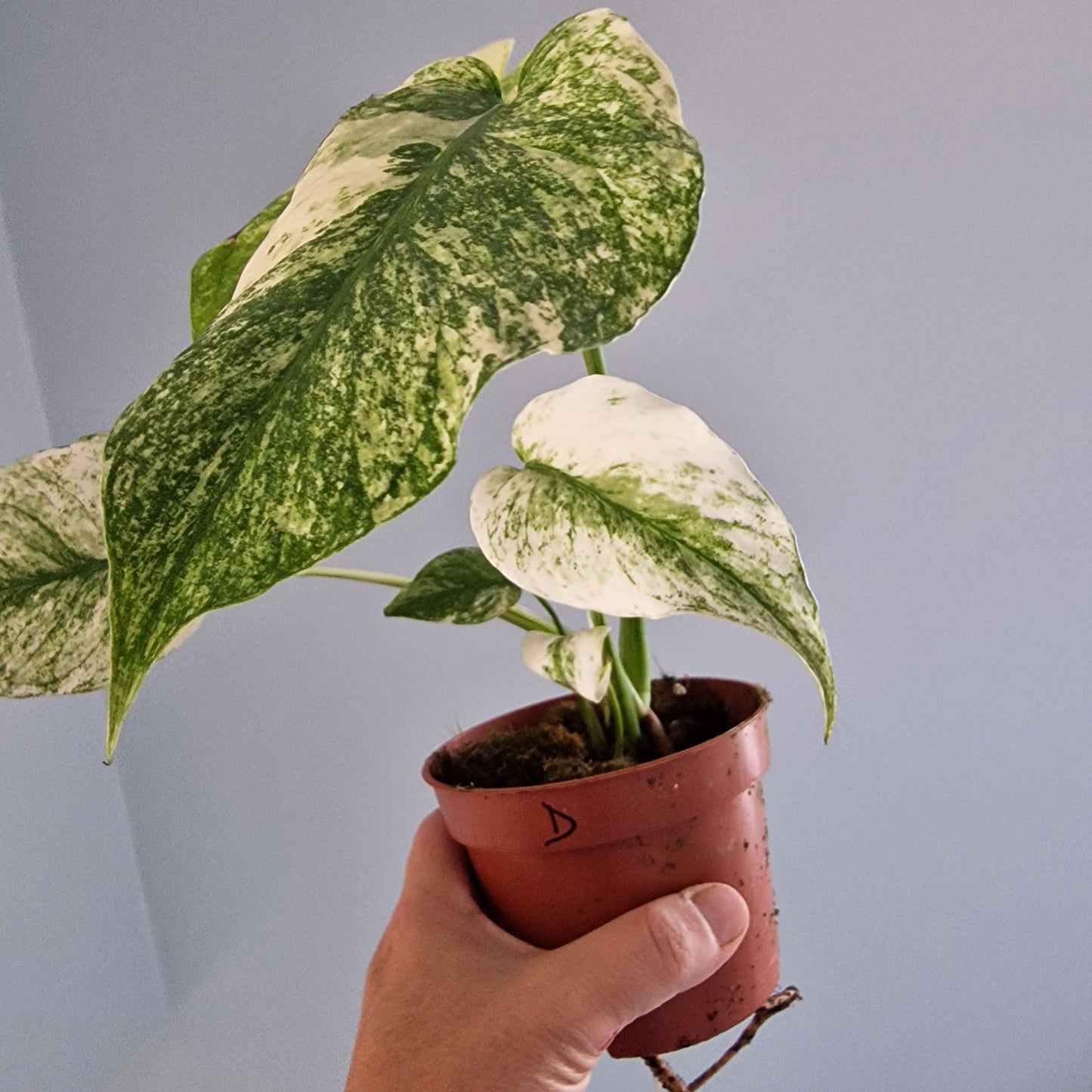 Monstera Mint Rare Houseplant 10.5cm pot (d)