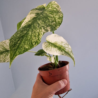 Monstera Mint Rare Houseplant 10.5cm pot (d)