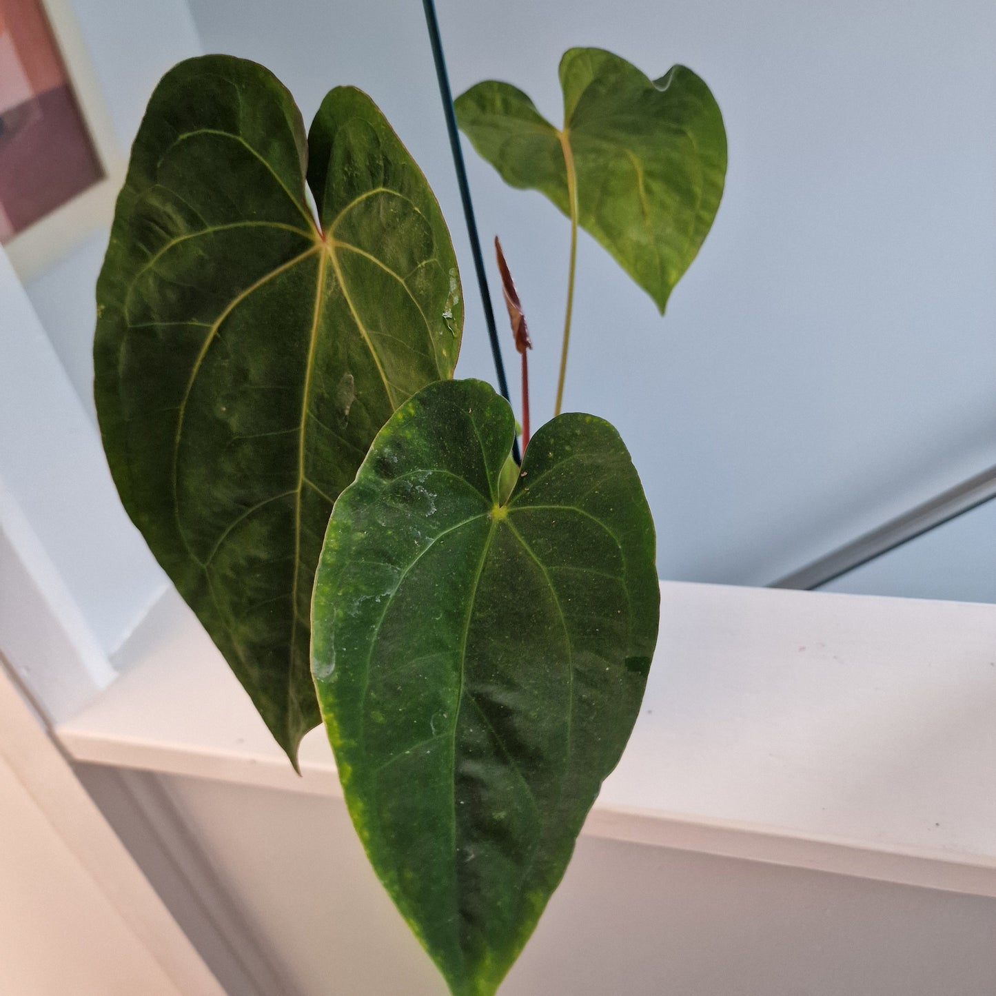 Anthurium Dark Phoenix 12cm pot