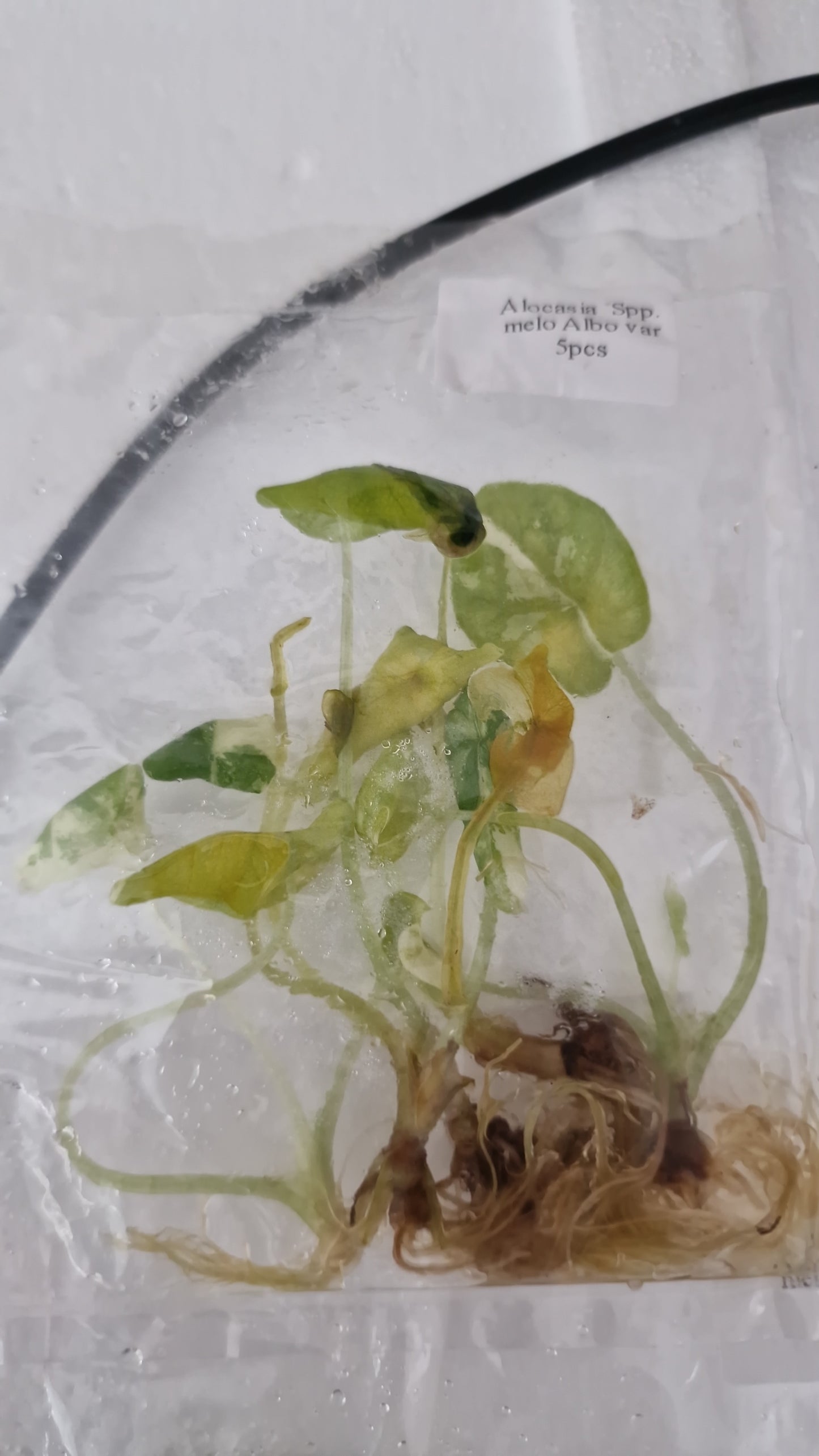 Tissue Culture Plant - Pre-order - please see description